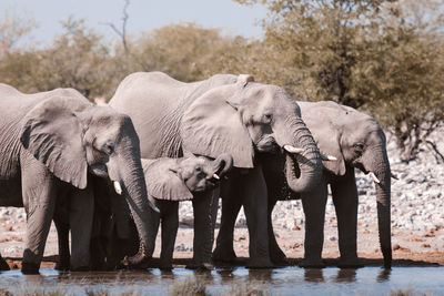 Group of african elephants gathering near lake and drinking water in savanna on sunny day