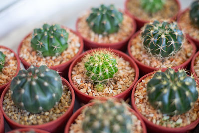 Full frame shot of succulent plants