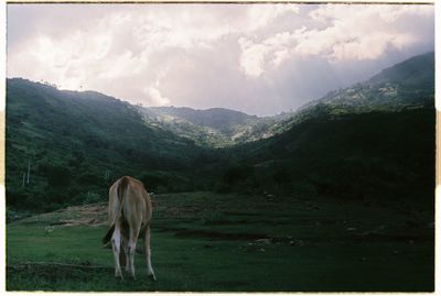 Horse grazing on field against sky