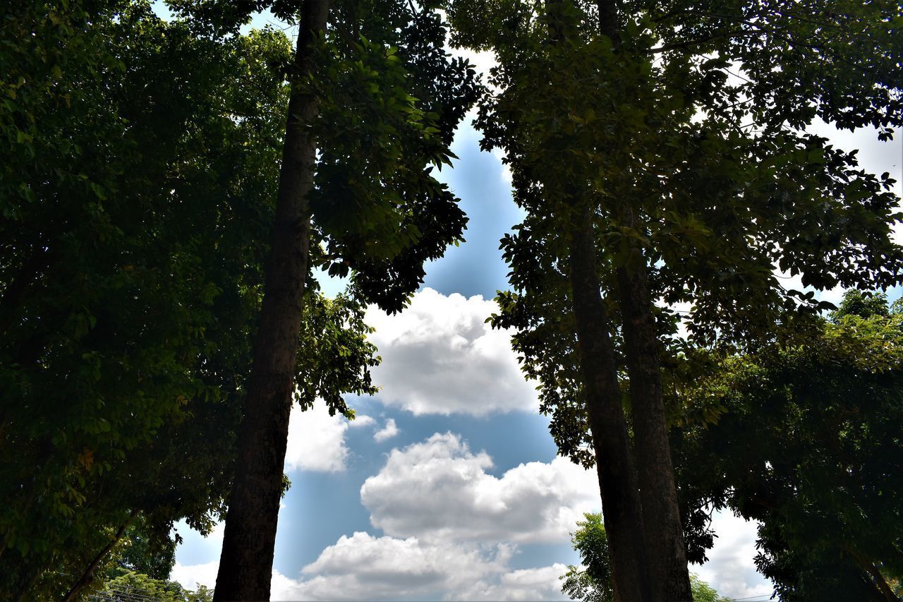 LOW ANGLE VIEW OF TREES GROWING ON LAND AGAINST SKY