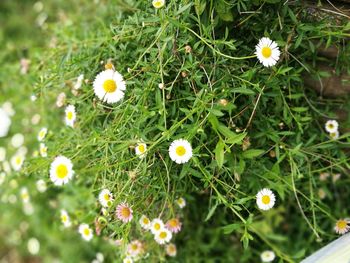 Close-up of flowers blooming on field