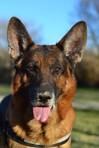 Close-up portrait of a dog