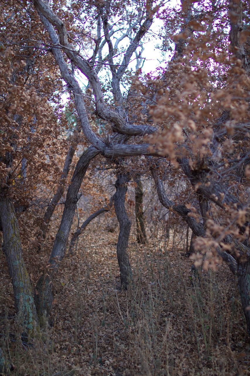 tree, nature, outdoors, branch, no people, tranquility, day, growth, beauty in nature