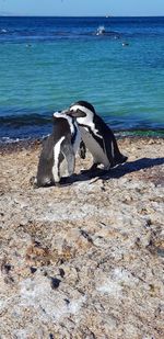 View of dog on beach