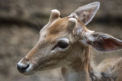 Close-up of deer