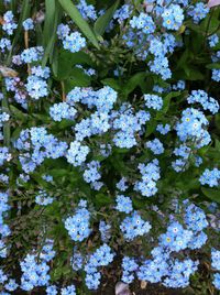 Close-up of blue forget-me-not flowers blooming in garden