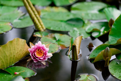 Close-up of pink lotus water lily in pond