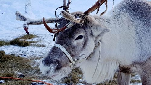 Close-up of deer on snow field