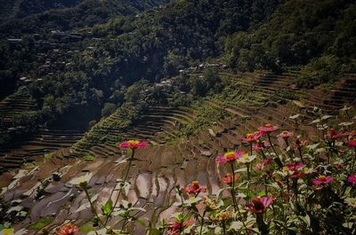 High angle view of flowering plants on land