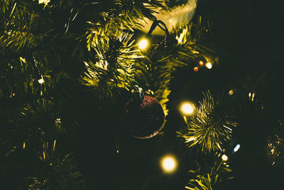 Close-up of christmas tree