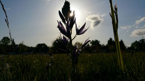 Plants growing on grassy field