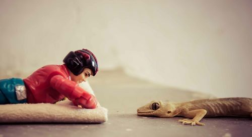 Lizard by toy on table