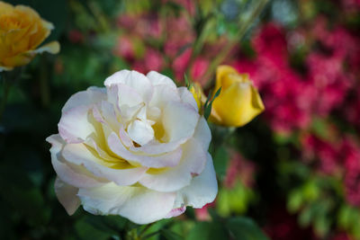 Close-up of rose against blurred background
