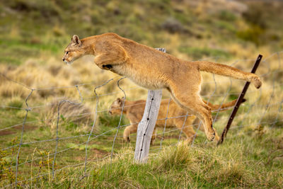 Side view of cheetah on field