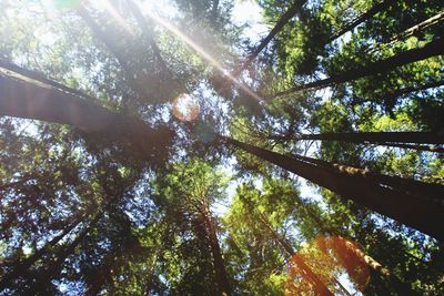 Low angle view of trees in forest