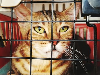 Close-up portrait of cat