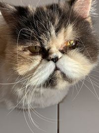 Close-up portrait of a cat