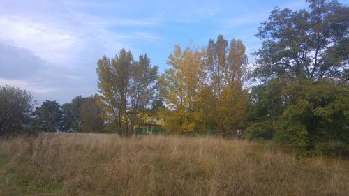 Trees on field against sky