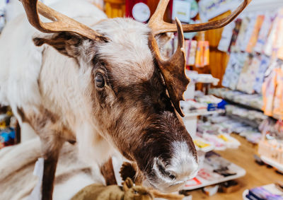 Close-up of cow