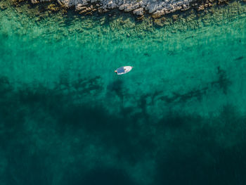 High angle view of jellyfish swimming in sea