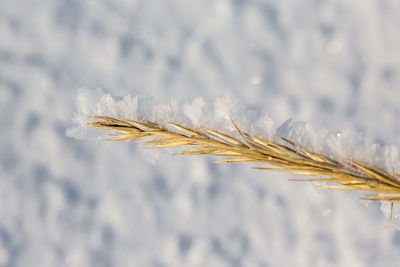 Close-up of frost on dried grass