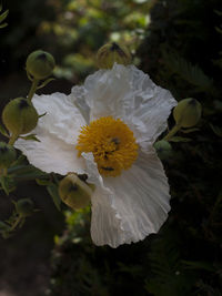 Close-up of white flower blooming outdoors