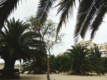 Palm trees against sky