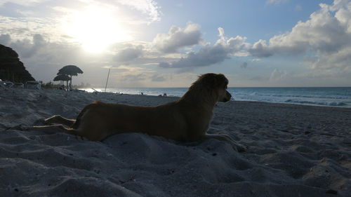 Dog on beach against sky