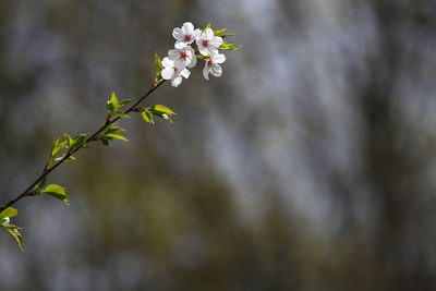 Close-up of white cherry blossom