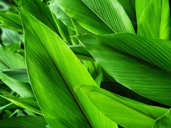 Detail shot of green leaves