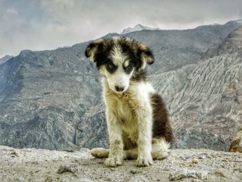 Portrait of dog on rock against mountains