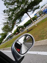 Reflection of trees on side-view mirror