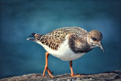 Close-up of seagull perching on a sea