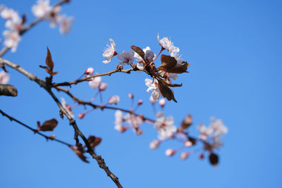 Close-up of cherry blossom against blue sky