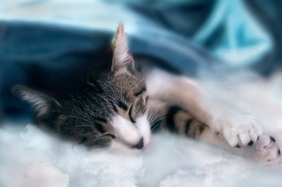 Close-up of a cat sleeping