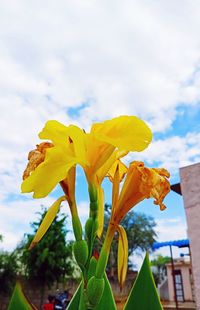 Close-up of yellow flowering plant against sky