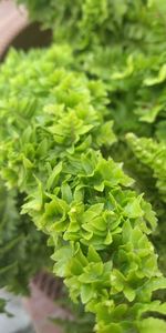 Close-up of fresh green leaves