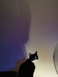 Close-up portrait of black cat against wall