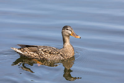 View of duck swimming in lake