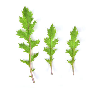 Close-up of leaves against white background