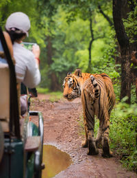 Rear view of tourist photographing tiger while sitting in car at forest