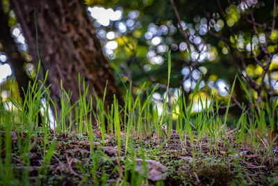 Close-up of flowers growing on field