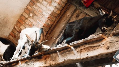 High angle view of horse in stable