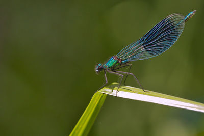 Blue damselfly on green leaf 