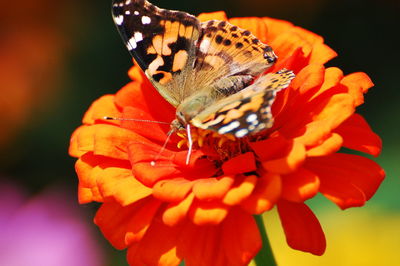 Close-up of butterfly pollinating on orange flower