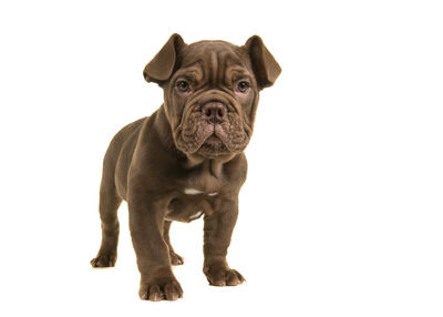 Portrait of dog against white background