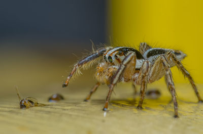 Close-up of spider