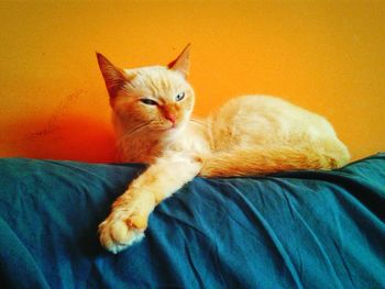 Portrait of cat resting on wall