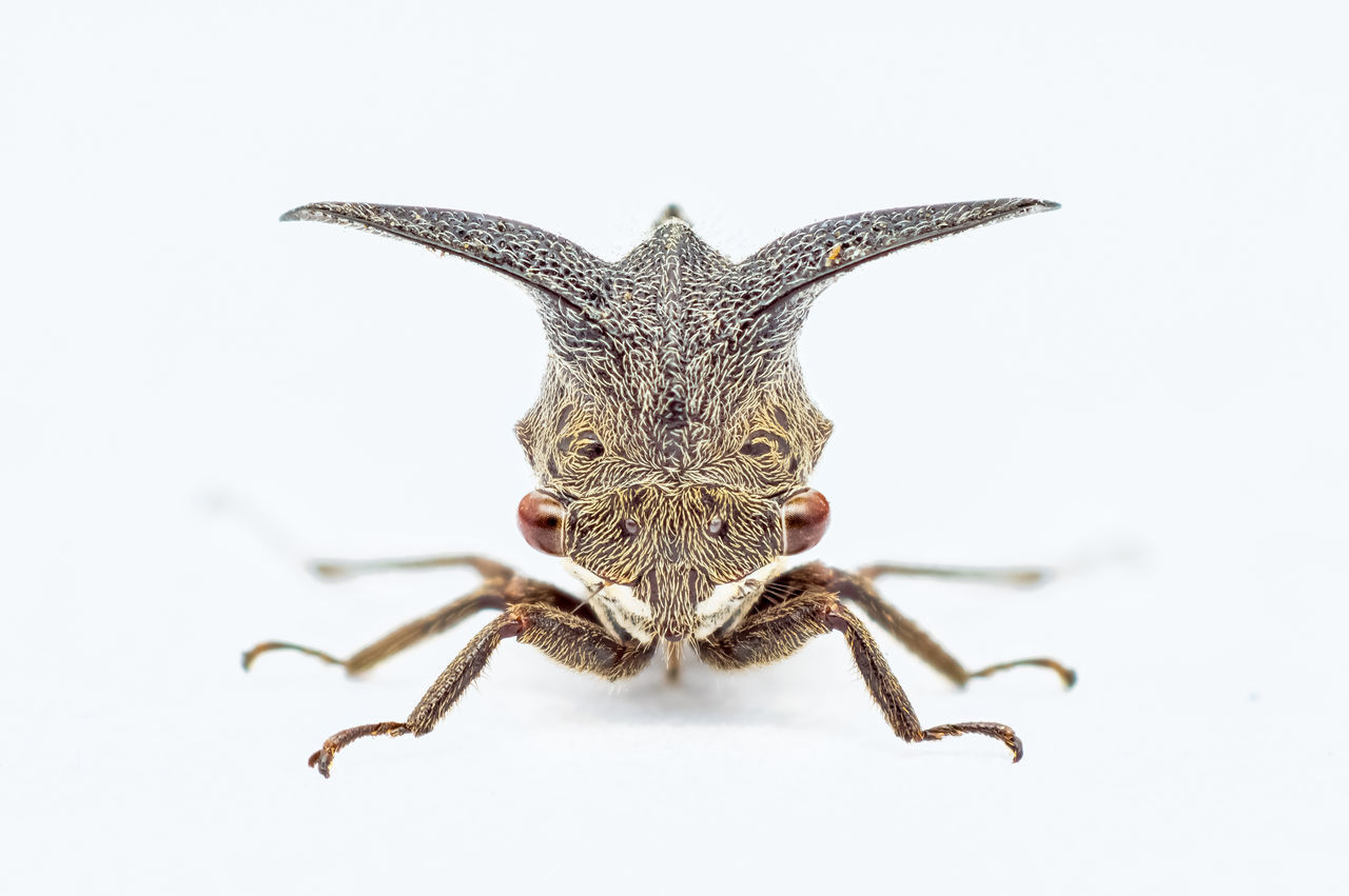 animal themes, animal, one animal, animal wildlife, animal body part, insect, white background, wildlife, close-up, no people, studio shot, portrait, indoors, cut out