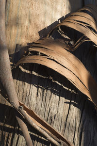 Low angle view of wood